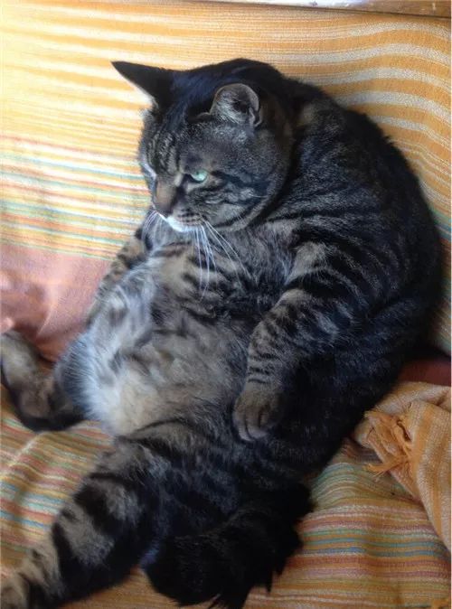 老板，这圆滚滚地怎么恢复出厂设置，说好的小可爱呢？