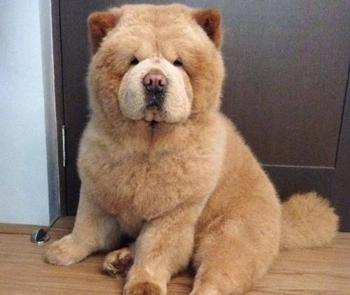 6大“人气蠢狗”，主人：哎呀，我当初怎么就选了你养