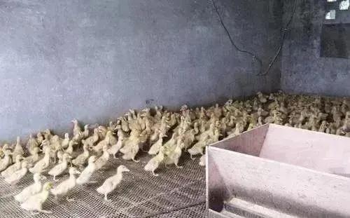 鸭子眼肿流泪是怎么回事,鸭眼睛化脓什么原因