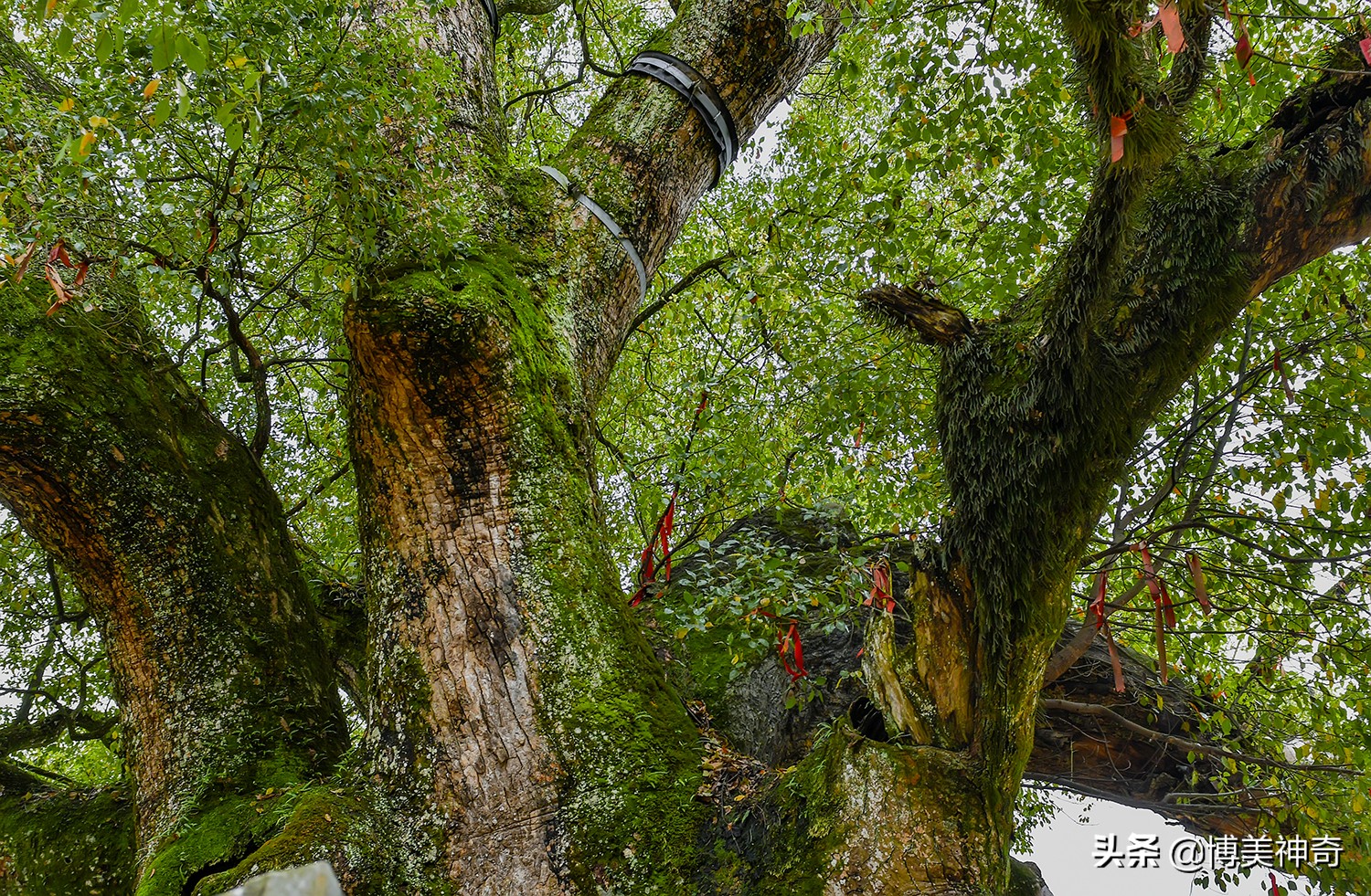 都知严田有棵救皇帝的樟王，却不明那七星伴月是何意，一图见真相