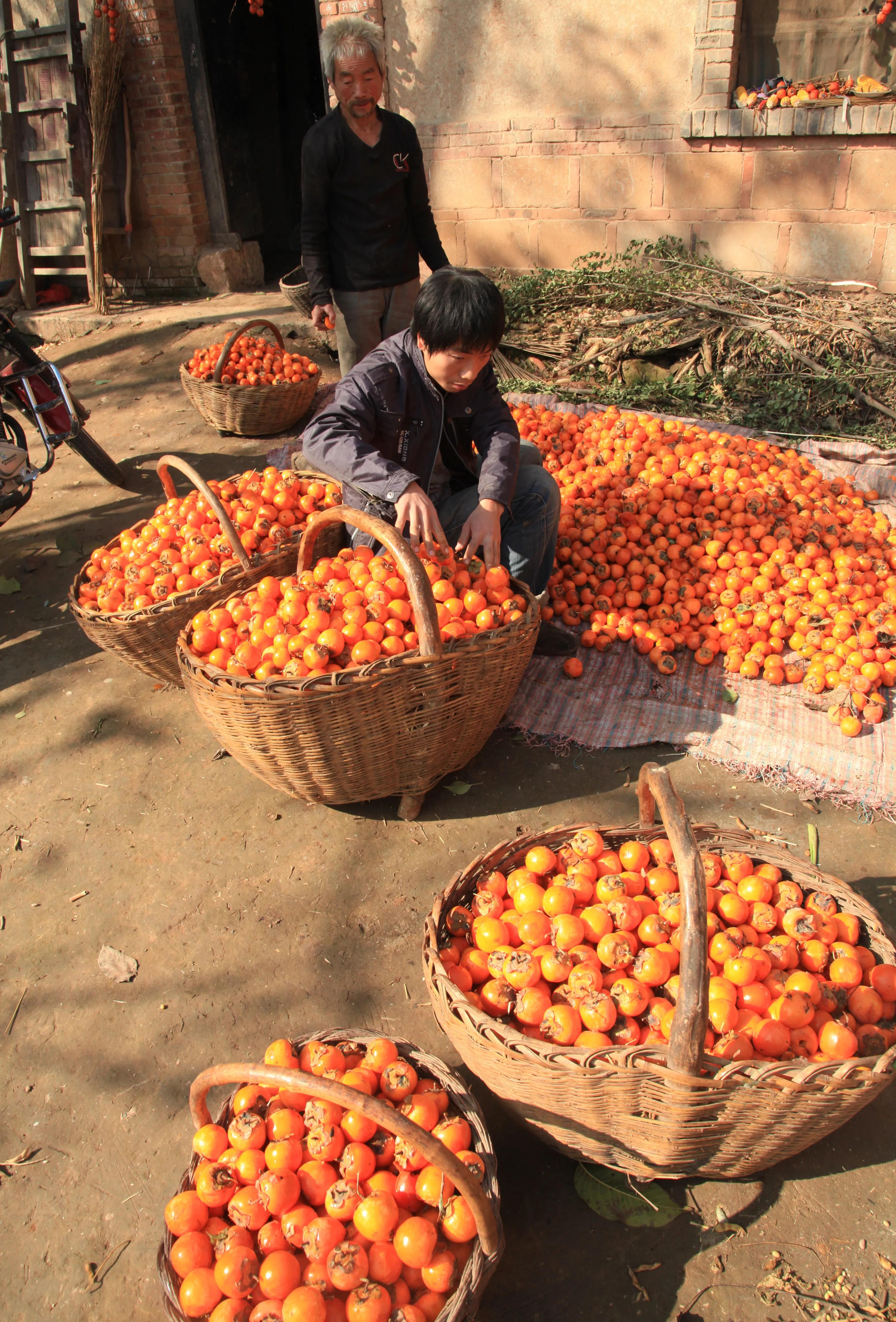 渭南市临渭区：长寿原上一滴醋（组图）