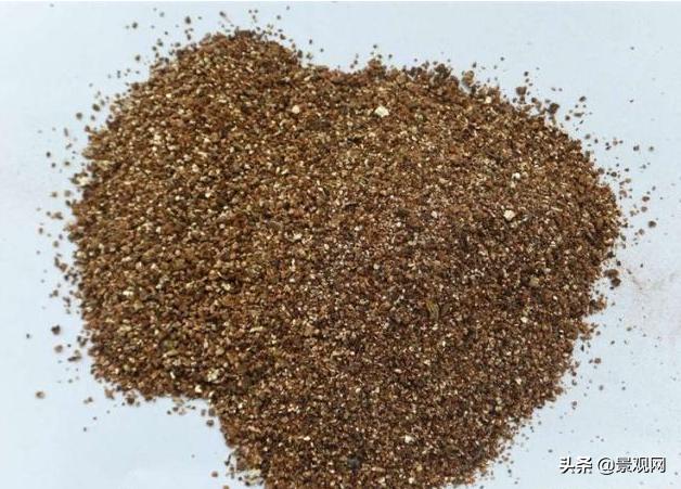 长有兔子耳朵的多肉好养,多肉兔耳朵能长多高