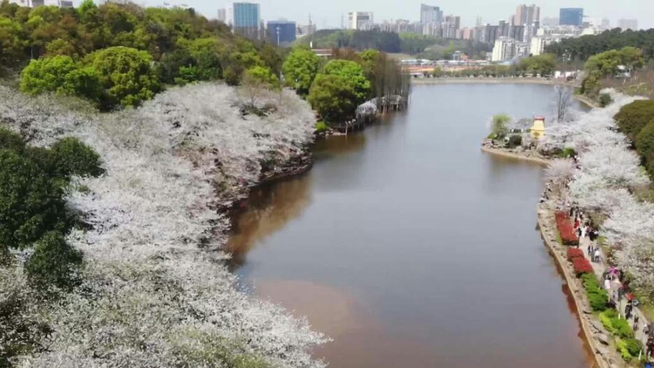 武大的樱花和东湖的樱花,重邮樱花和武大樱花