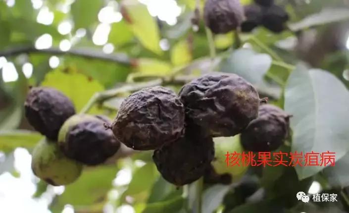 炭疽病怎么来的,炭疽病症状如何预防