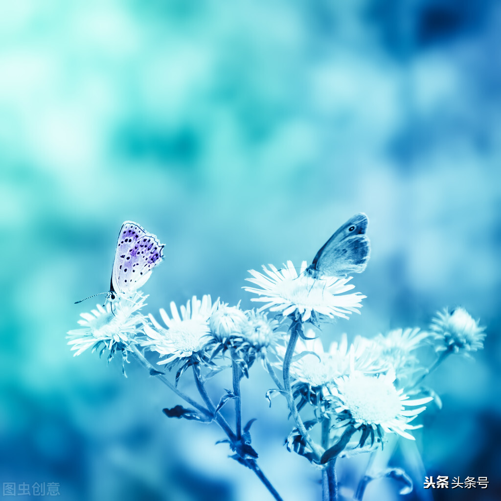 读余秀华的诗经典语录,刚好余秀华