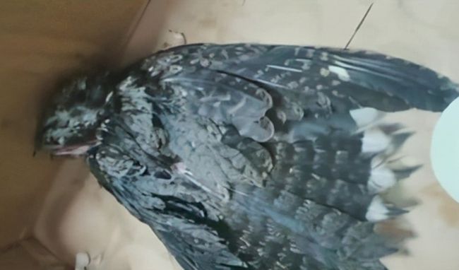 小鸟受伤怎么救治,小鸟受伤了怎么给自己治病