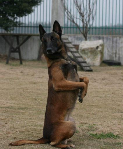 相比德牧,马犬还有这5个优势,看完你会选哪个?