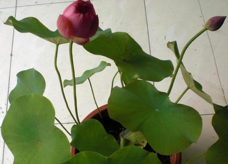 荷花盆栽水养方法,荷花盆栽的盆土怎么配制