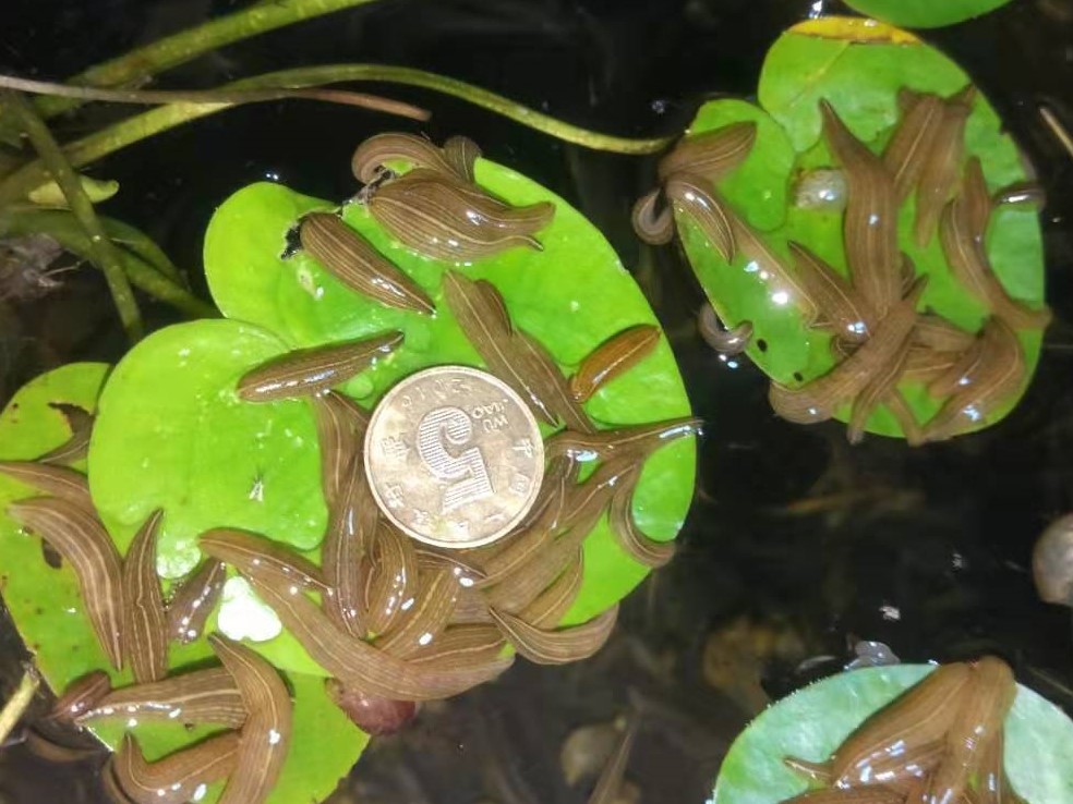 蚂蟥养殖创业,蚂蟥的养殖利润和成本