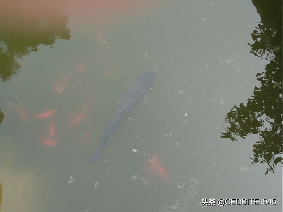 印尼虎鱼小时候很黑长大会变黄吗,如何驯养幼鸟才能听话