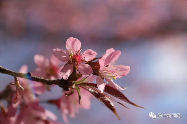 腾冲樱花谷樱花节,腾冲樱花谷最佳观赏季