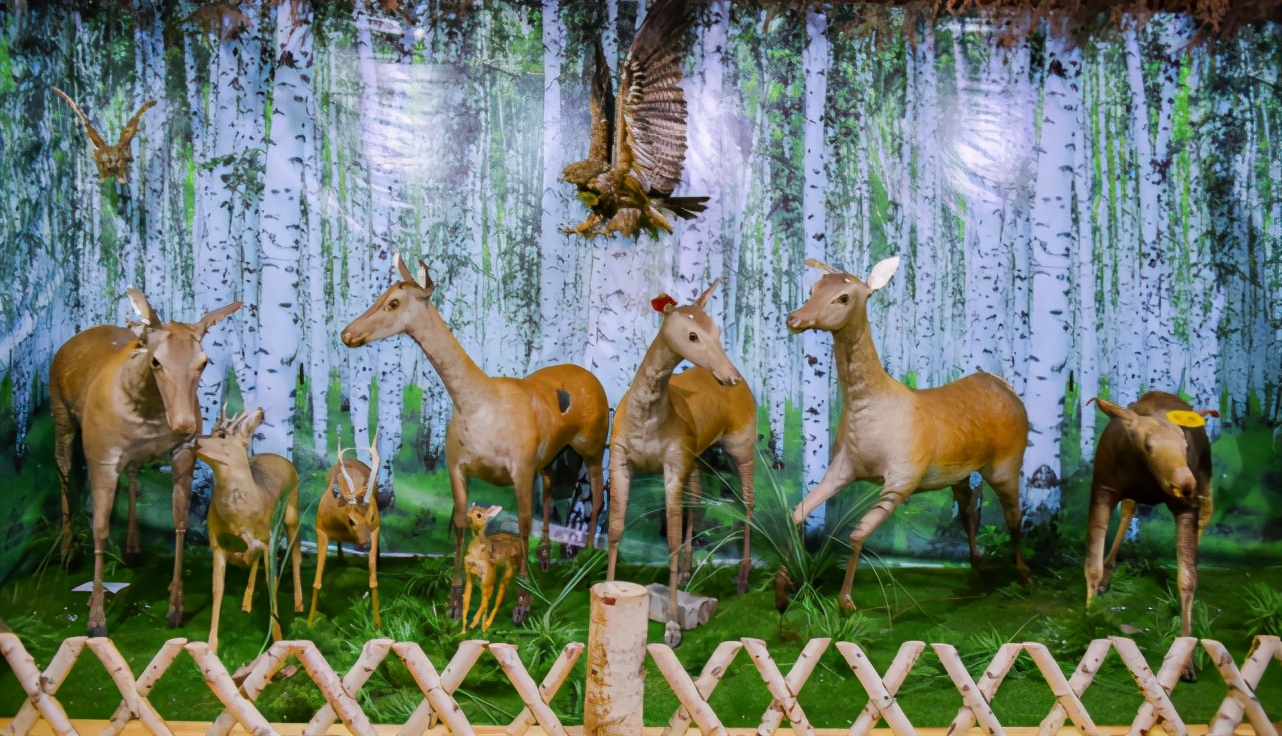 额尔古纳旅游游记,自驾游俄罗斯绥芬河