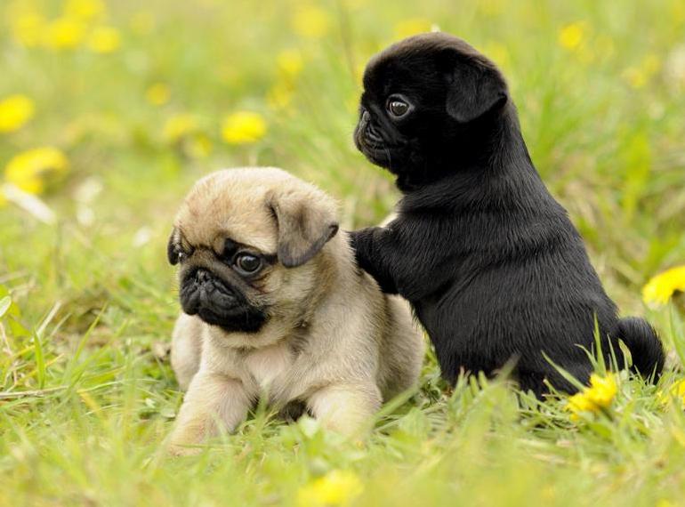 巴哥怎么养健康,怎么给巴哥快速补充营养