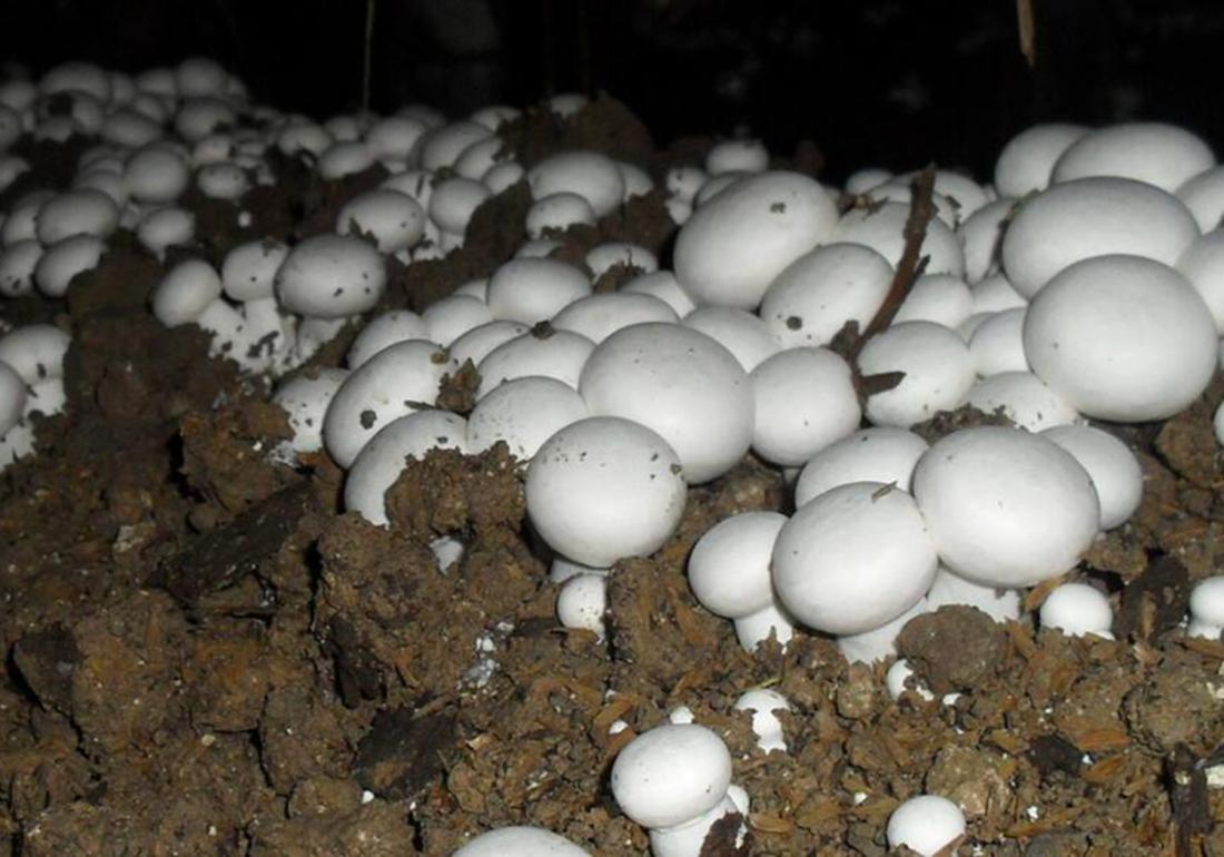 双孢菇培养料的发酵技术,工厂化种植双孢菇管理办法