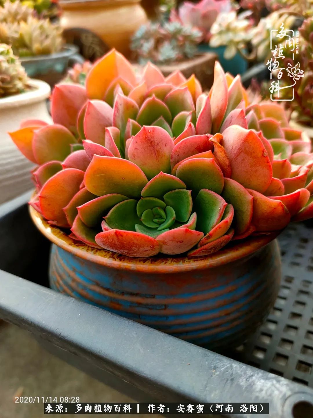 现在是多肉最美的季节,多肉最美的季节来啦