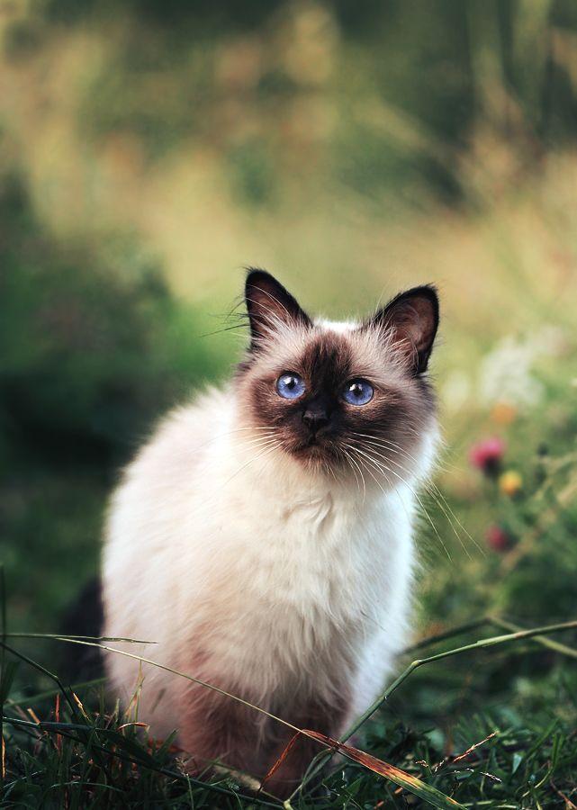 给猫咪割双眼皮全过程,猫双眼皮手术全过程