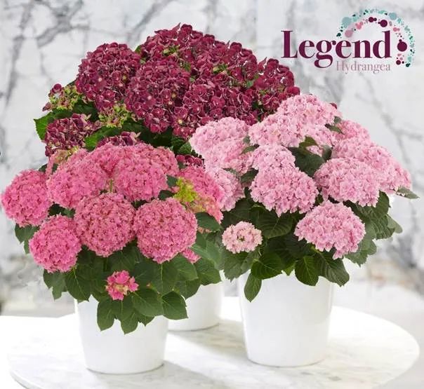 十大顶级绣球品种,最好养的绣球品种