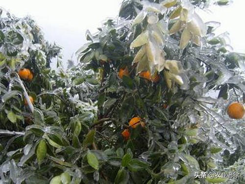 柑橘受冻伤怎么办,晚熟柑橘受冻怎么补救