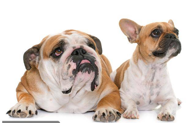 养一只法国斗牛犬一个月要多少钱,法国斗牛犬优缺点