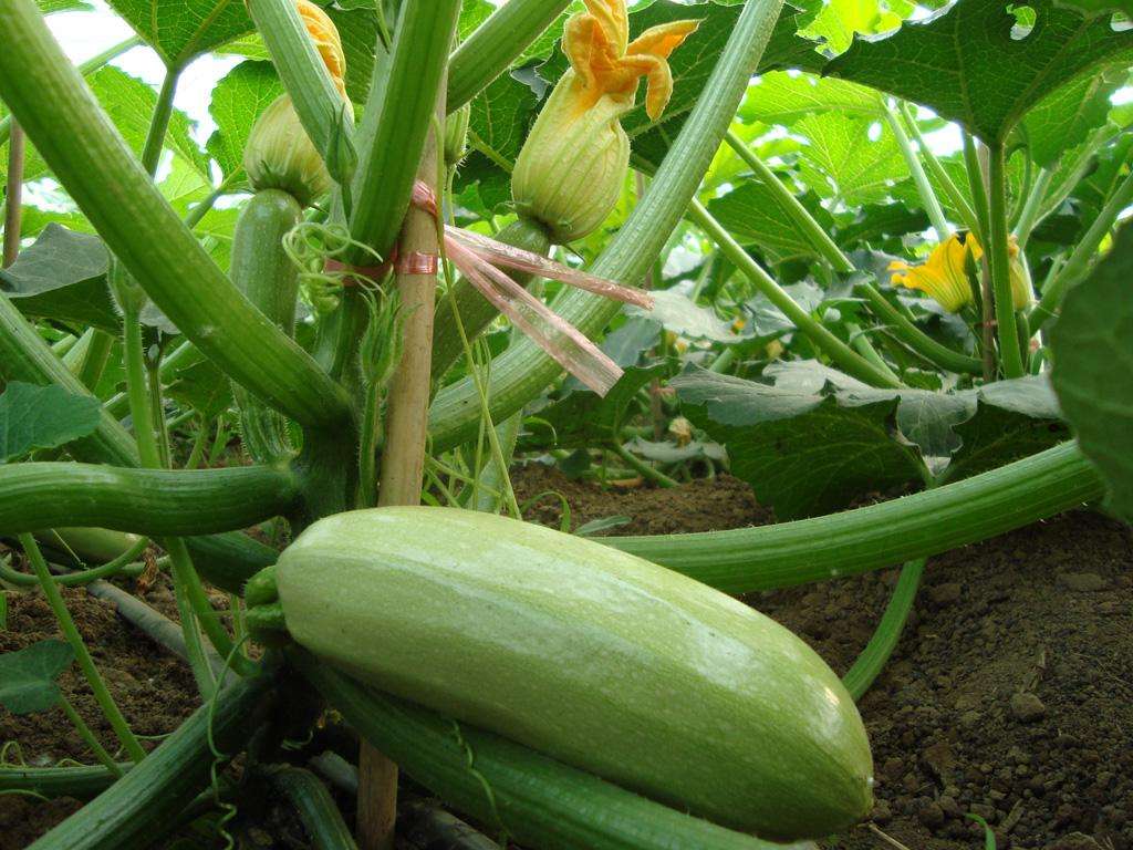 西葫芦怎么管理节瓜多,西葫芦可以结几茬瓜