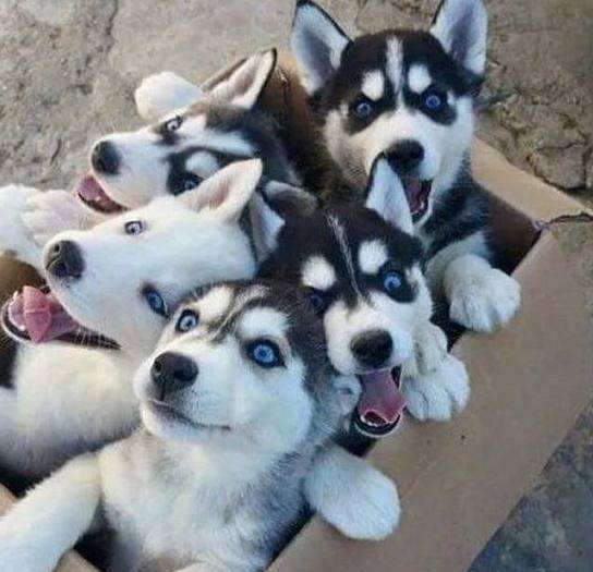 黑白花四眼宠物狗是什么品种,宠物狗智商排名前十名的品种