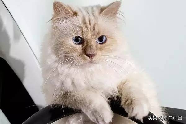 买不起香奈儿包包还可以买什么,买不起系列香奈儿