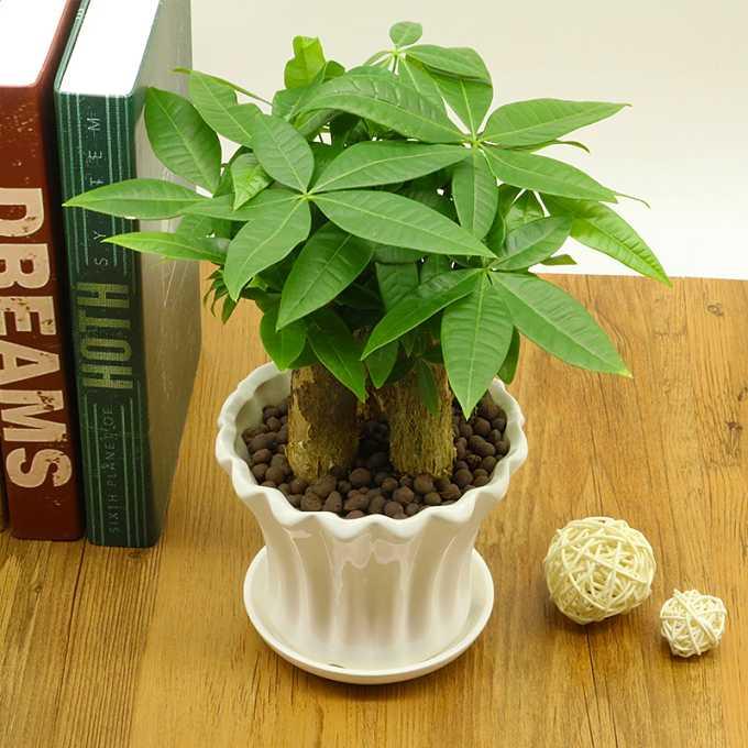 发财树长得慢怎样施肥,发财树叶片旺盛怎么打理