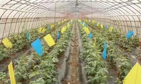 不用化肥农药的菜种植方法,不用化肥农药真的能种出来蔬菜吗