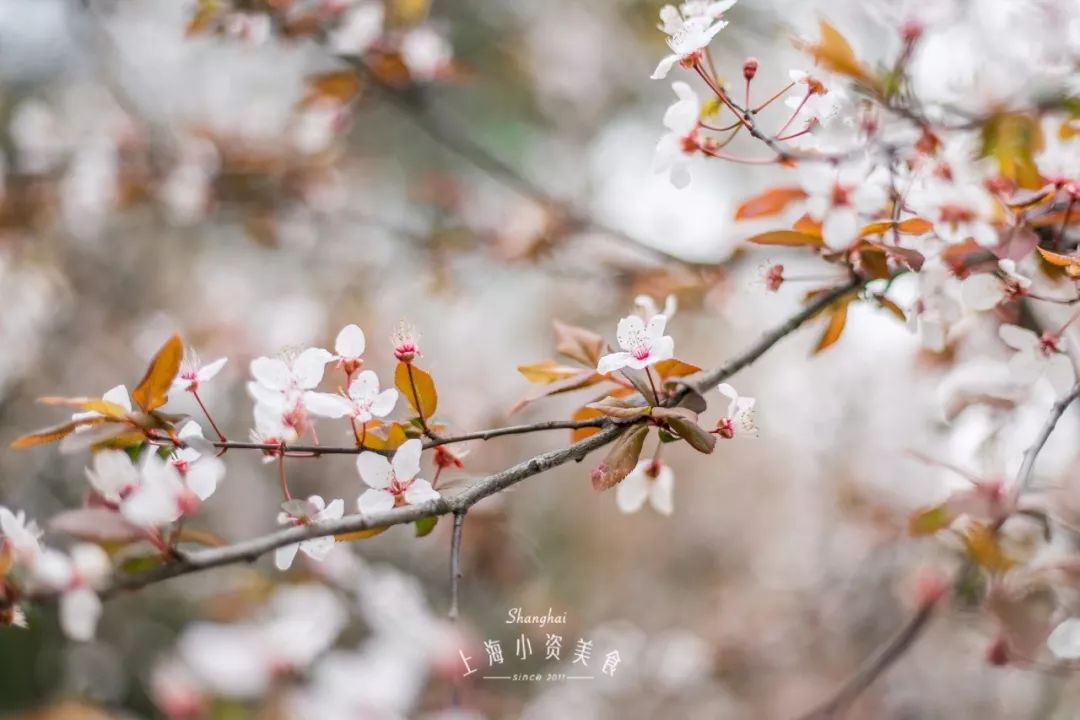 小众赏樱胜地,魔都赏樱旅游攻略