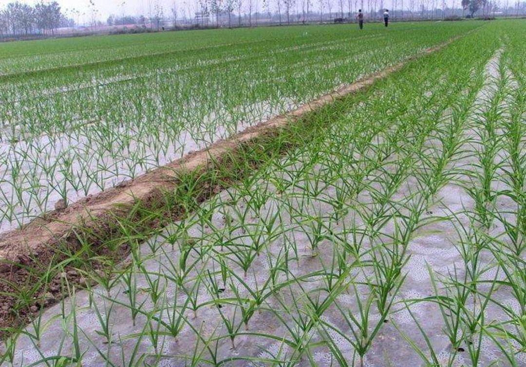 山东大蒜之乡哪一个县,山东的大蒜之乡