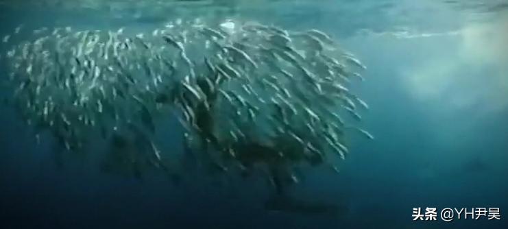 1998年美国海岸大批生物突发异样，专家共同侦查，真凶竟是天气