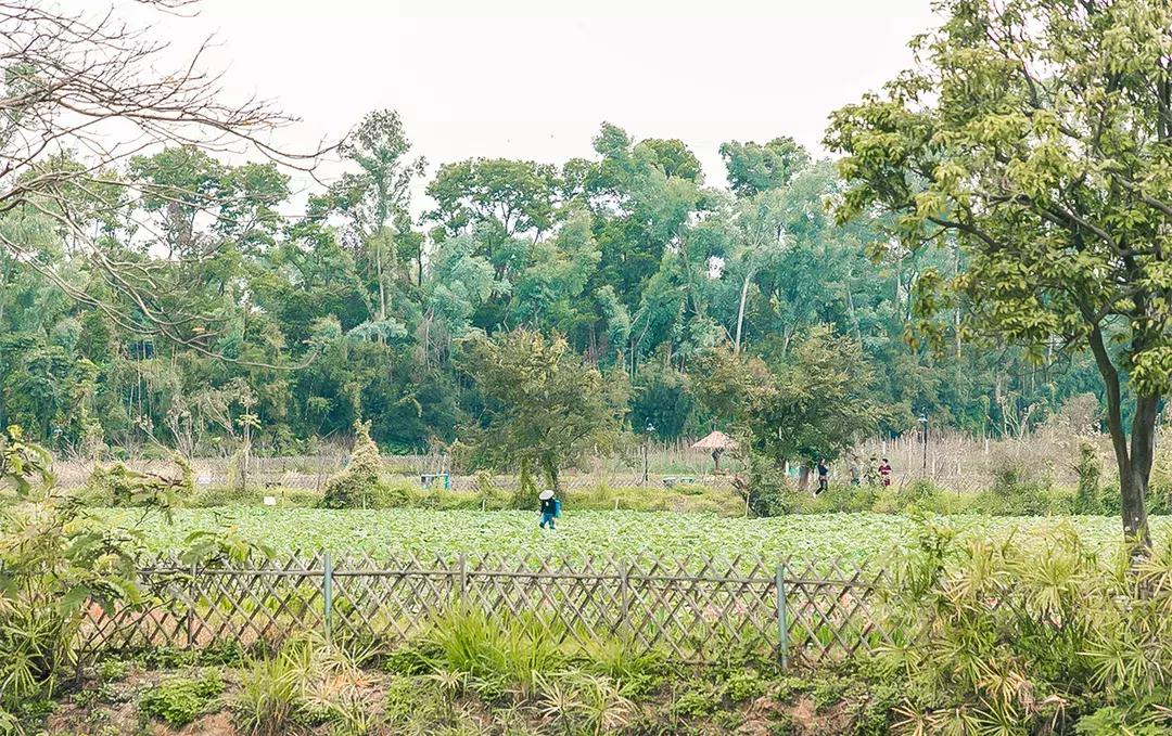 观澜有没有价值,观澜发展得起来吗