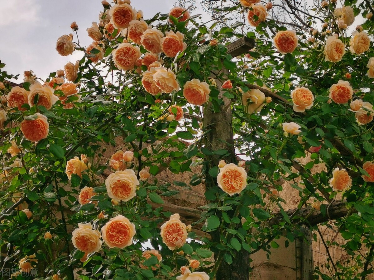 伊芙伯爵藤本月季的优缺点,艾拉绒球藤本月季优缺点