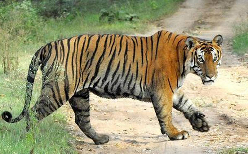 狮子能吃掉老虎和豹子吗,古人认为狮子能吃老虎吗