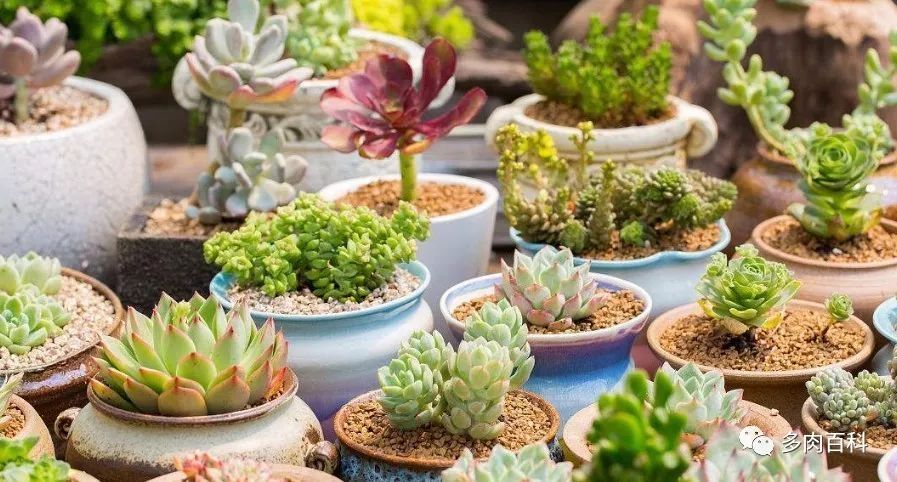 白凤多肉闷着了想化水怎么办,多肉植物为什么化水