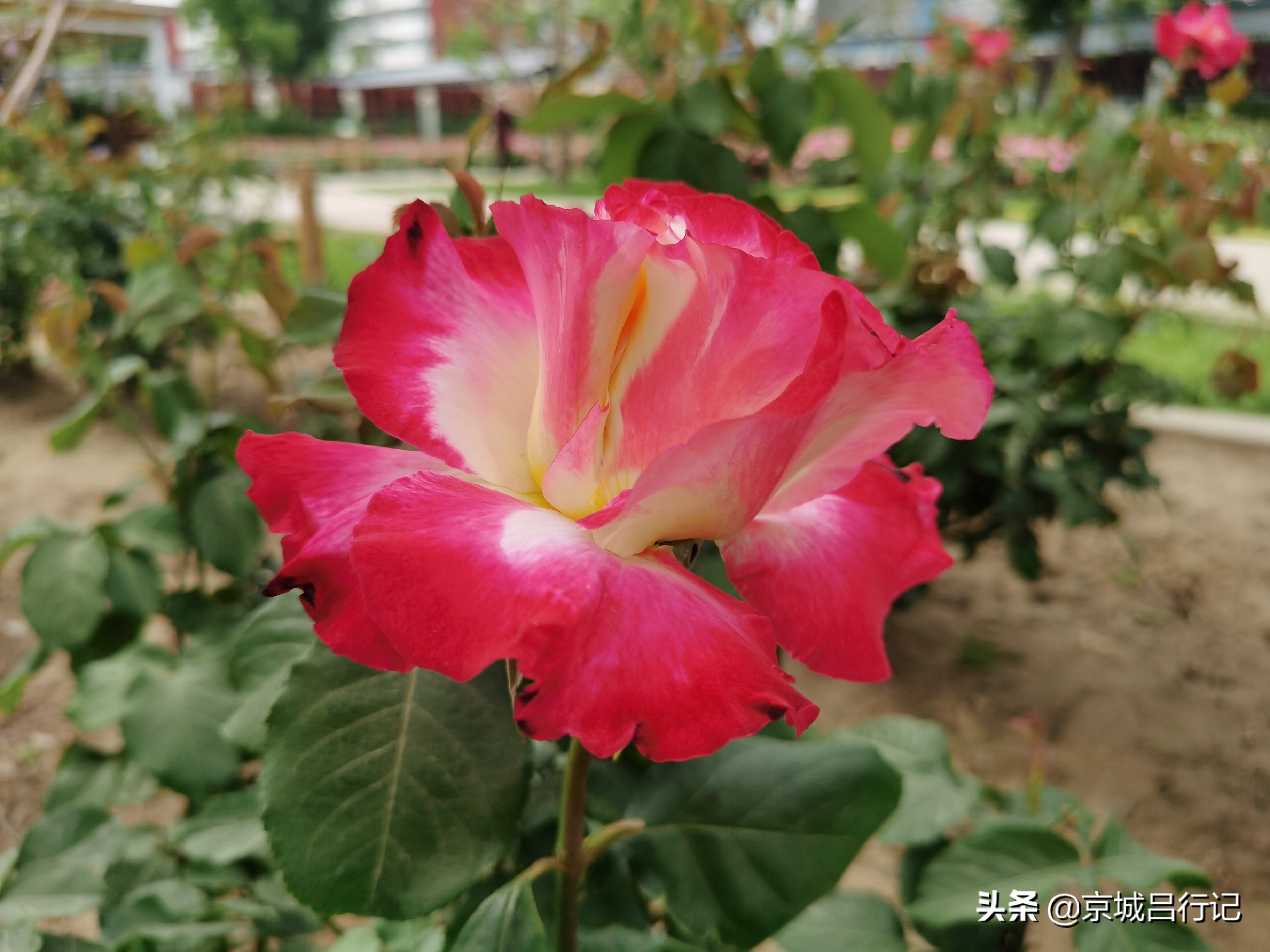 公园拍摄的月季花图片,在公园拍的牡丹花