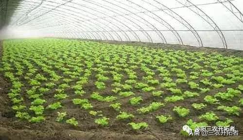 冬季怎样给大棚增温,冬天大棚增温措施有哪些