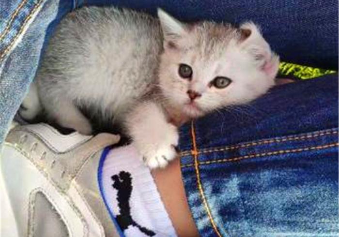 奶猫无处不能睡，铲屎官还忧心爱猫健康，检查后才知只是贪睡