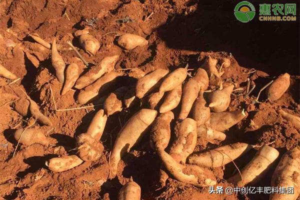 雪莲果怎样种植高产,雪莲果施什么肥能高产