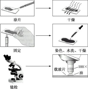 细菌的形态结构观察和染色技术实验——万融实验