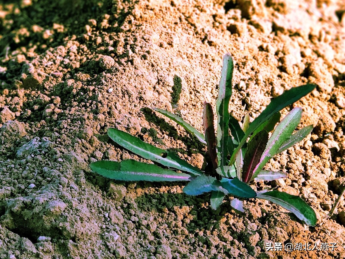 各种可以吃的野菜图片大全及名称 (100种野菜图片大全和名称和吃法)