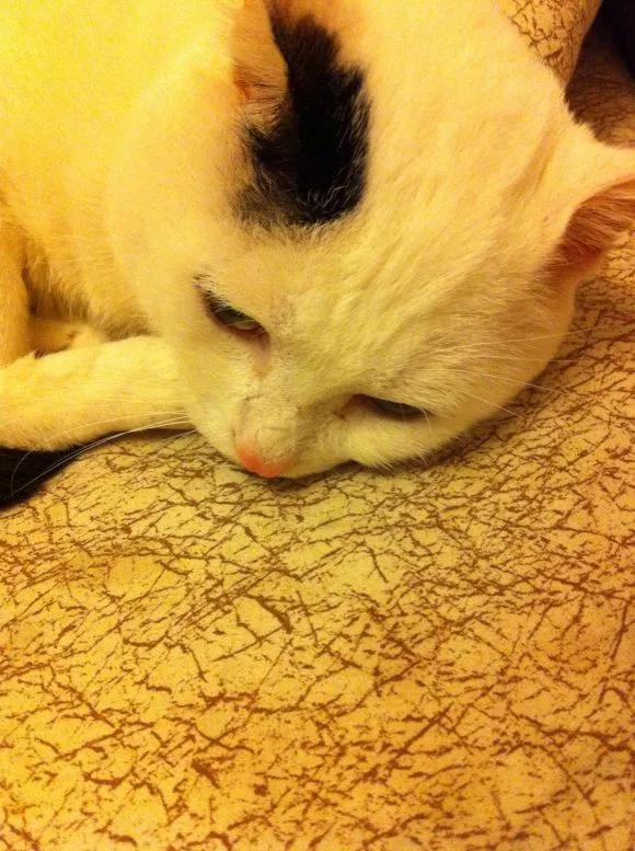 铲屎官最担心猫咪的几件事,爱玩水的猫怎么治