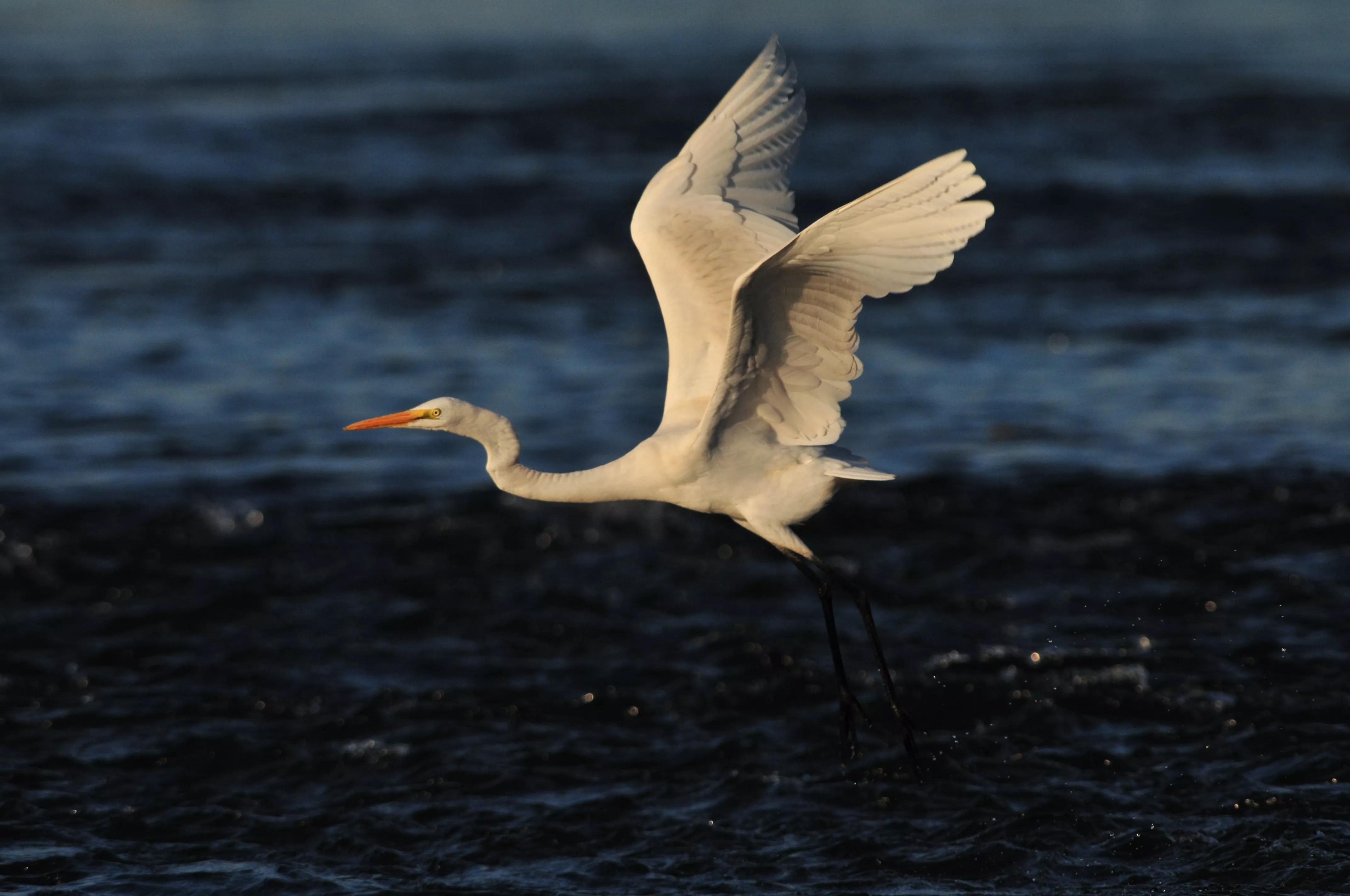 镜头装增距镜光圈会变化吗,镜头加增距镜后虚化效果会变好吗
