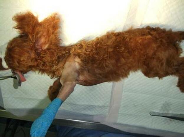 怎样改掉泰迪犬的坏习惯,惩罚泰迪犬5个禁忌绝不能犯