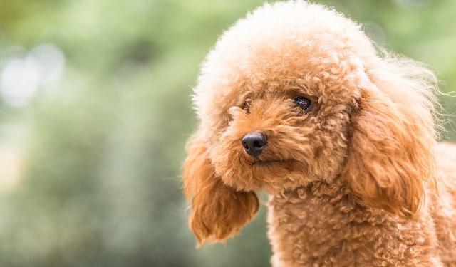 狗狗买什么品种最合适,怎么给狗狗选择宠物狗品种