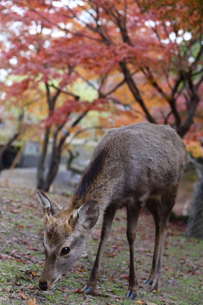 日本京都枫叶季旅游攻略,日本关西赏枫旅游攻略