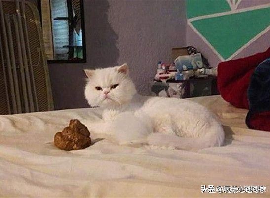 猫咪在床上拉便便后把猫咪关起来,猫咪在主人床上拉粑粑怎么解决