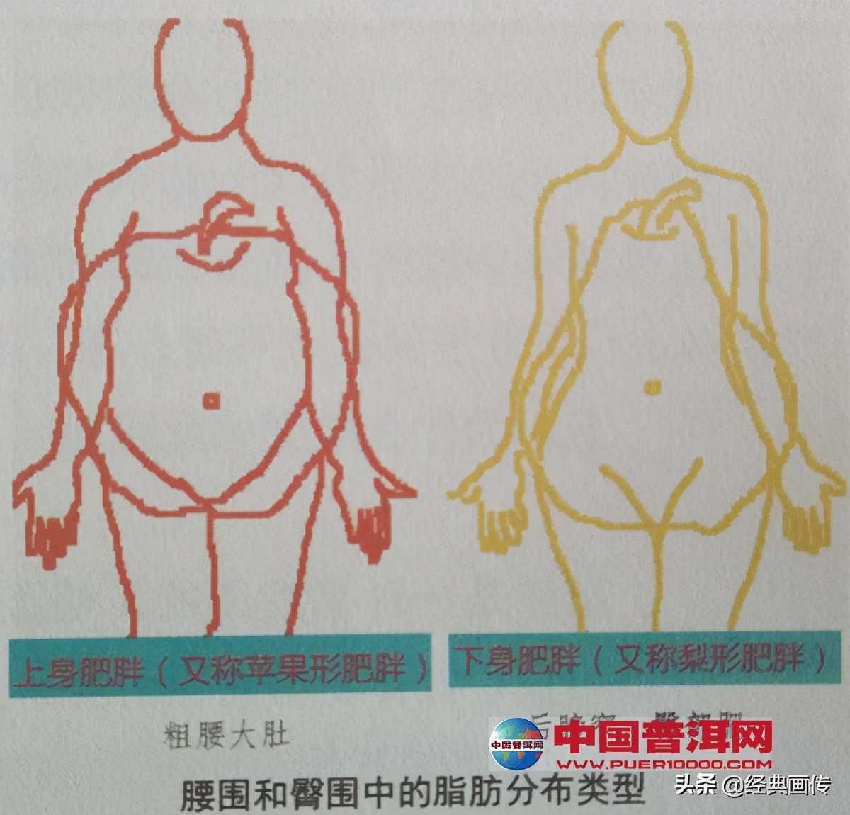 苹果普洱茶能减肥吗,普洱茶可以减肥降压