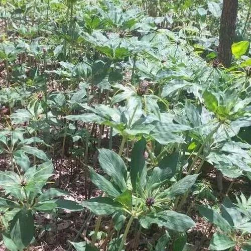 重楼中药材种植业前景分析,种重楼药材的前景如何