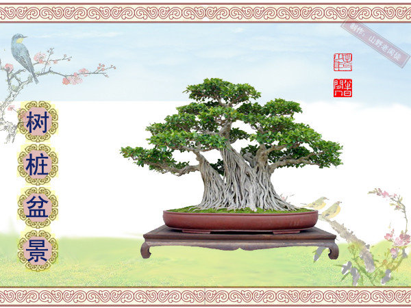 鑰侀甫鏍戞々鐩嗘櫙,鏍戞々鐩嗘櫙閫犲瀷